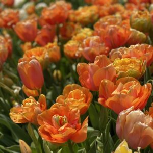 Pick-Your-Own Tulips Admission Tickets