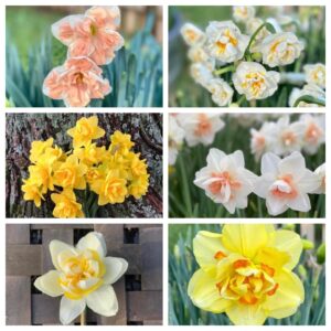 Daffodils, 20 Bulbs, Mixed Assortment
