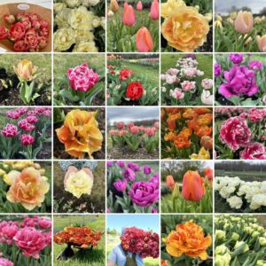 Tulips, 10 Bulbs, Sunrise Fairytale Collection